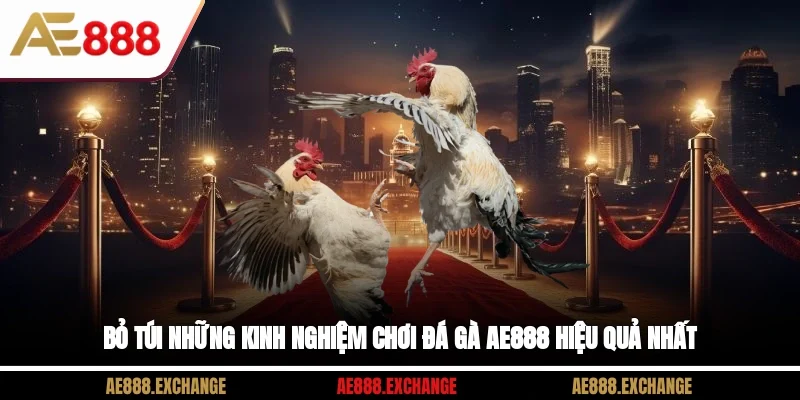 Bỏ túi những kinh nghiệm chơi đá gà AE888 hiệu quả nhất